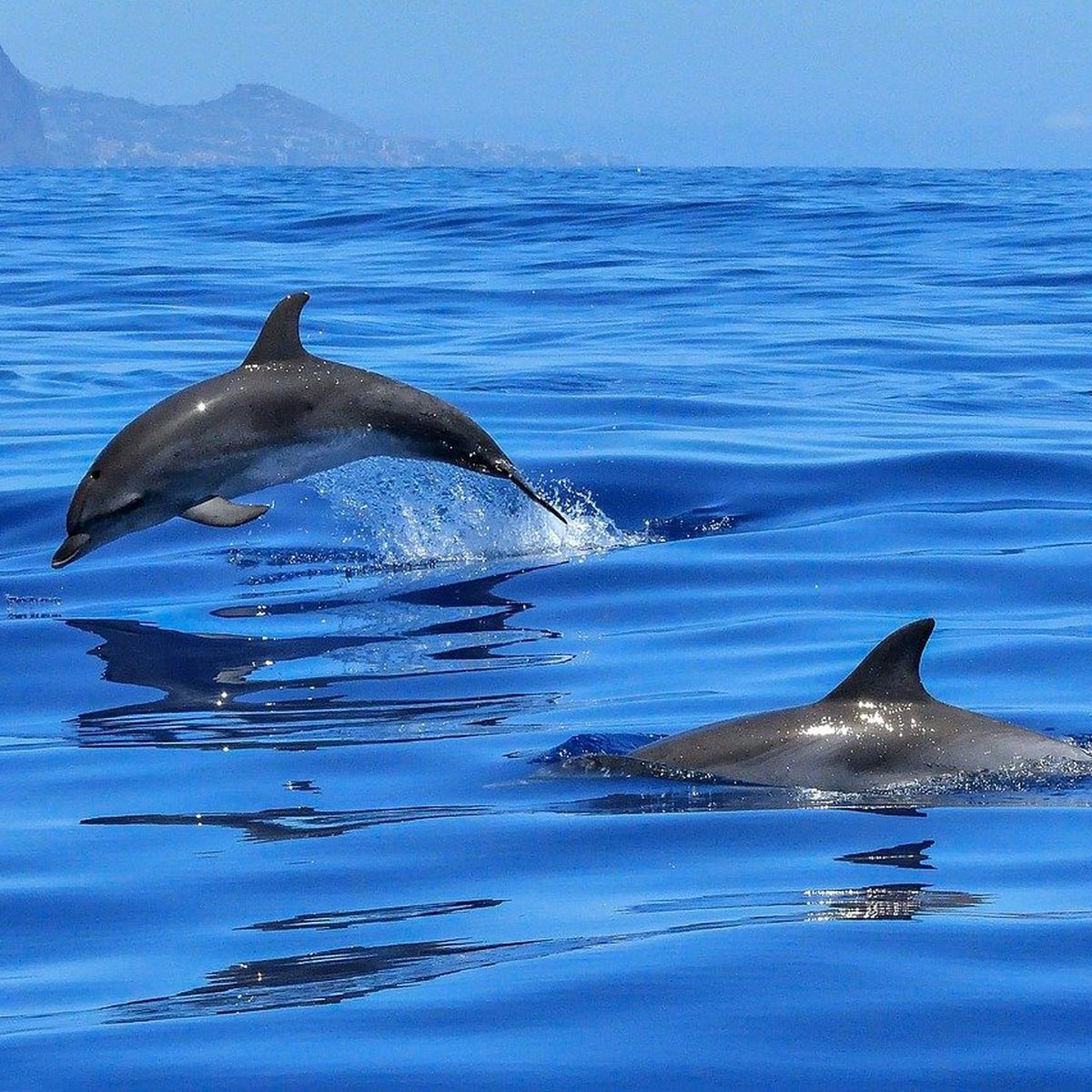 dauphins en martinique